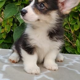 Pembroke Welsh Corgi Puppies from Gingerbread