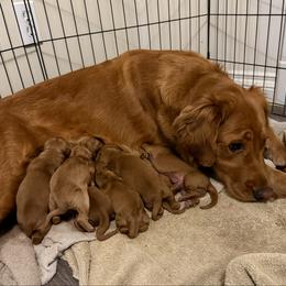 Girl 3 - Dark golden female Golden Retriever puppy in Lebanon, Oregon from Dark Goldens on Hilltop