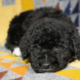 Poodle Puppies from Switzer Poodles
