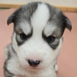 Bloom - Black and white female Siberian Husky puppy in Auburn, Washington from Black Diamond Siberian Huskies