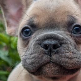 French Bulldogs from BSGM Frenchies
