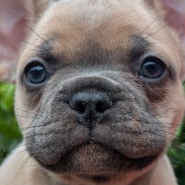 French Bulldogs from BSGM Frenchies