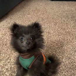 Pomeranian Puppies from Partain Poms