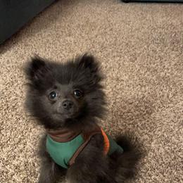 Pomeranian Puppies from Partain Poms