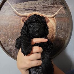 Pumpkin (Brown Band) - Black male Poodle puppy in Plainfield, New Jersey from Caris Paws Poodles and Labradoodles