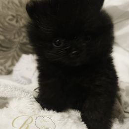 Pomeranian Puppies from Silver’s Reigning Heir Poms
