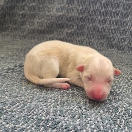 Sophie - Gold female Border Collie puppy in Gary, Indiana from Lake Ridge Border Collies