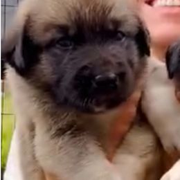 Anatolian Shepherd Dog Puppies from Quiet Waters