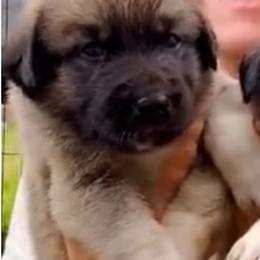 Anatolian Shepherd Dog Puppies from Quiet Waters