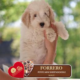 Forrero - Brown and white male Sheepadoodle puppy in Cleveland, Tennessee from Narrow Path Old English & Sheepadoodles