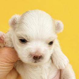 ECHO - White male Maltese puppy in Orlando, Florida from Denise’s Puppies