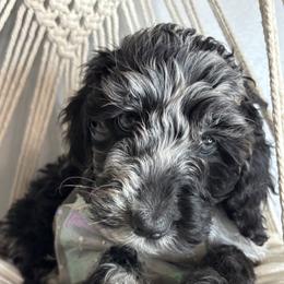 Bernedoodle, Goldendoodle, and Poodle Puppies from Poodle and Doodle Haven