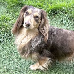 Oakley - Dachshund