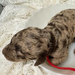 Huckleberry - Merle male Labradoodle puppy in Candler, North Carolina from Maple Bakin’ Doodles