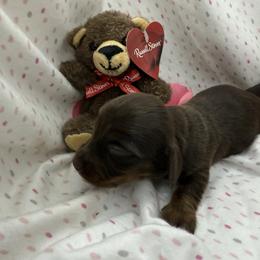 Girl 3 - Chocolate and tan female Dachshund puppy in Paisley, Florida from Pantheon Dachshunds