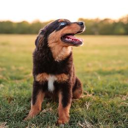 Lulu - Black tri female Miniature Australian Shepherd puppy in Yantis, Texas from Marie Mini Aussies