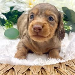 Gatlin - Dapple male Dachshund puppy in Exeter, California from Sawtooth Miniature Dachshunds