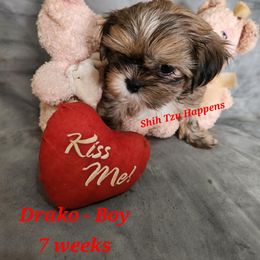 Draco - Brindle and white Shih Tzu puppy in Mount Morris, Michigan from Gone 2 the Dawgs