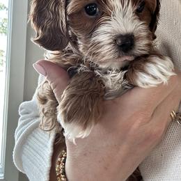 Assorted Doodle Crosses, Bernedoodle, Cavachon, Cavapoochon, Goldendoodle, and Spanish Water Dog Puppies from PitterPatterPuppiesNJ