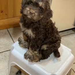 Aussiedoodle and Cockapoo Puppies from Dare to Doodle
