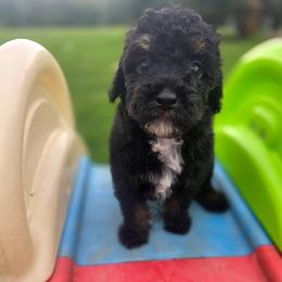 G e o r g e (H a r r i s o n) - male Cavapoochon puppy in Bullard, Texas from Cavapoochon Central LLC
