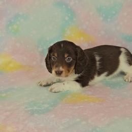 Dachshund Puppies from Newbern's Nuggets