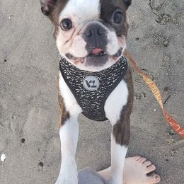 Boston Terriers and French Bulldogs from Willamette Valley Bullies