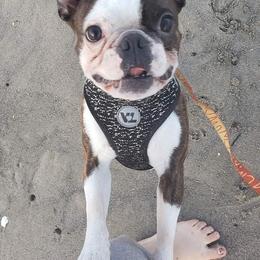 Boston Terriers and French Bulldogs from Willamette Valley Bullies