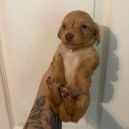 Morning - Cream female Dachshund puppy in Conroe, Texas from R&M Dachshunds