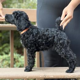 Relic - Orange Collar - Black male Poodle puppy in Eugene, Oregon from Mount Zion Kennels