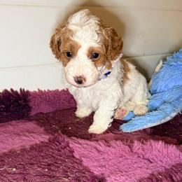 Boy 2 - Brown and white male Bernedoodle puppy in Cocoa, Florida from The Beach Doodles