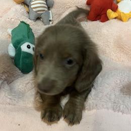Duke - Blue and tan male Dachshund puppy in Poplarville, Mississippi from Sarah’s Darling Dachshunds