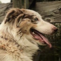 Flo - Australian Shepherd