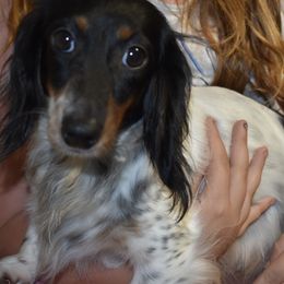 Cupcake - Dachshund