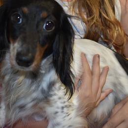 Cupcake - Dachshund