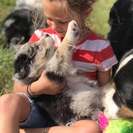 Australian Shepherds from Shadow's Aussie Crossing