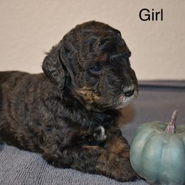 Tri-color girl - Phantom female Goldendoodle puppy in Colorado Springs, Colorado from Pikes Peak Doodles