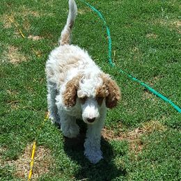 Poodles from Donata's Poodles