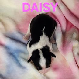 AKC DAISY - Tri-color female Cavalier King Charles Spaniel puppy in Joplin, Missouri, Missouri from HOL-A-DA CAVALIERS