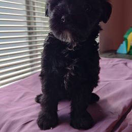 Kinta - White and black male Chinese Crested puppy in San Antonio, Texas from Charming Cresteds Kennel