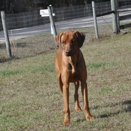 Kalid - Rhodesian Ridgeback