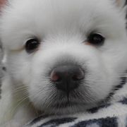 American Eskimo Dogs from Finnegan Fluffy Butts