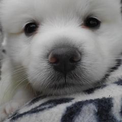American Eskimo Dogs from Finnegan Fluffy Butts