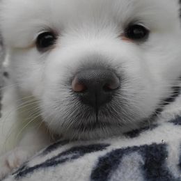 American Eskimo Dogs from Finnegan Fluffy Butts
