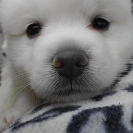 American Eskimo Dogs from Finnegan Fluffy Butts