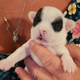 Jason - Black and white male Chihuahua puppy in Amity, Pennsylvania from Baxters Chihuahuas