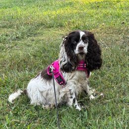 Millie - Cocker Spaniel