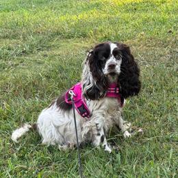 Millie - Cocker Spaniel