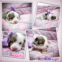 Jellybean - Blue merle female Aussiedoodle puppy in Houston, Texas from Jomelkin Furry Pals
