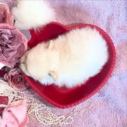 Pomeranian Puppies from Floki & Fibi Pomeranians